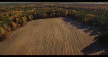 4 k hava manzara - üzerinde uçan alan glade sonbahar ormanın ortasında hasat