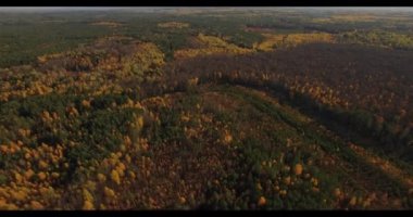 sonbahar ağaç üst kısımları yoğun orman üzerinde uçan 4 k hava manzara -. Sarı ve yeşil yosun doku deseninin