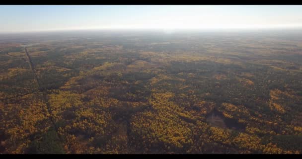 4K vue aérienne - survolant les cimes des arbres d'automne de la forêt dense - motif de couleurs jaune et vert — Video