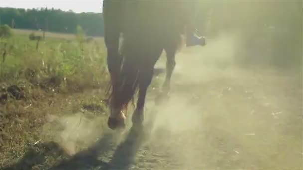 Vista trasera de un caballo corriendo. De cerca. — Vídeos de Stock