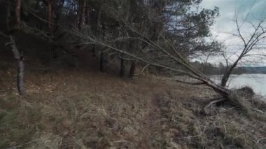 Bir dar yol yol çam ormanı Nehri boyunca. Flycam