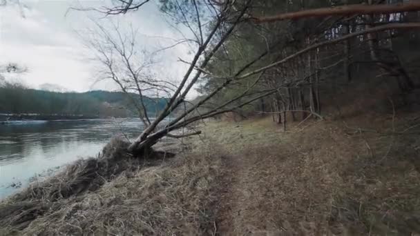 Пересування між деревами вздовж річки — стокове відео