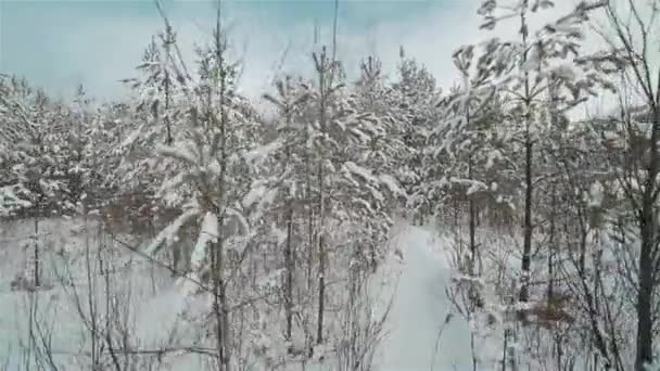 Pasando por un hermoso bosque nevado de invierno. Flycam. — Vídeos de Stock