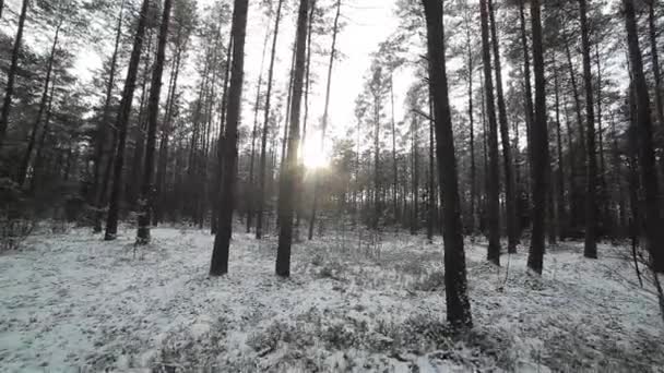 Invierno bosque de pinos nevados a la luz del sol. Flycam. — Vídeo de stock