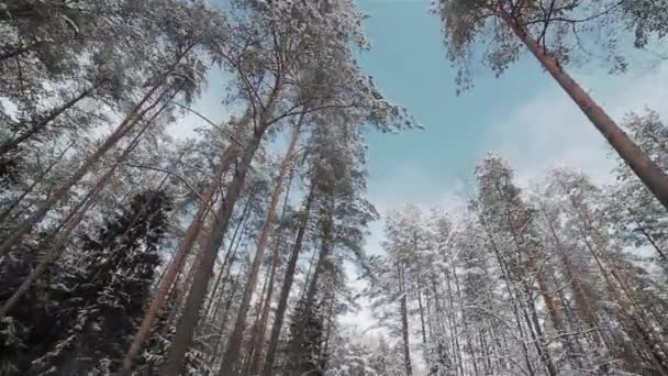 Μια άποψη κοιτώντας στις κορυφές των πεύκων σε ένα δάσος του χειμώνα — Αρχείο Βίντεο