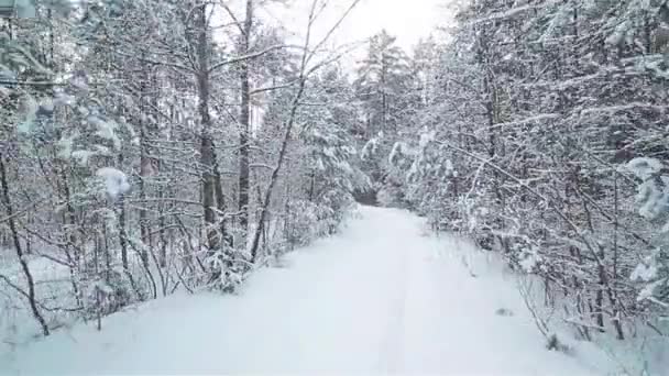 Un camino blanco y nevado en un bosque de invierno — Vídeos de Stock