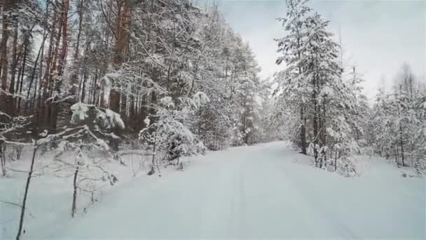 Переміщення по засніженій білій дорозі через зимовий ліс — стокове відео