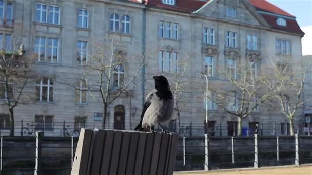 Un cuervo creció sentado en la parte posterior de un banco. Paisaje urbano — Vídeo de stock