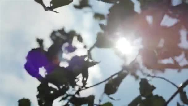 Zelené listy v sun shine — Stock video
