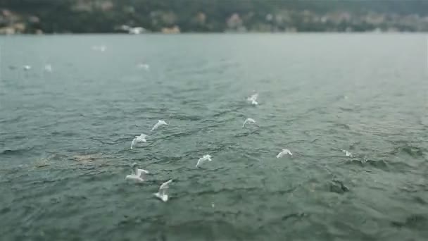 Чайки летают над водой. Озеро Комо, Италия — стоковое видео