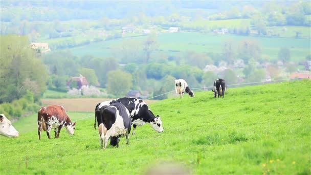 Стадо коров, пасущихся на лугу зеленой травы во Франции — стоковое видео