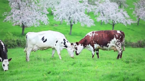 Twee koeien aanraken van hoorns in het voorjaar grass weide — Stockvideo