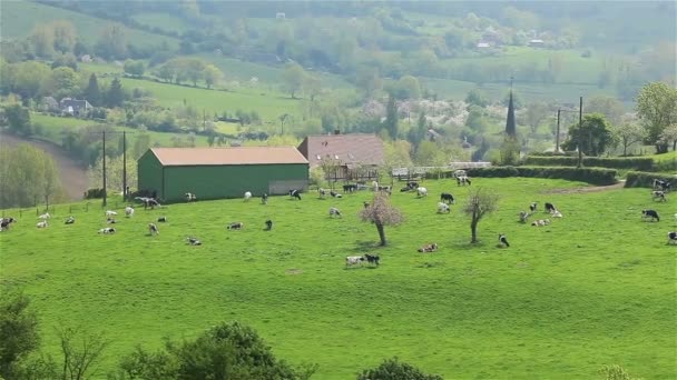 Manada de vacas pastando en pastos verdes prado en una colina, Francia. Dos disparos. Pan. — Vídeos de Stock