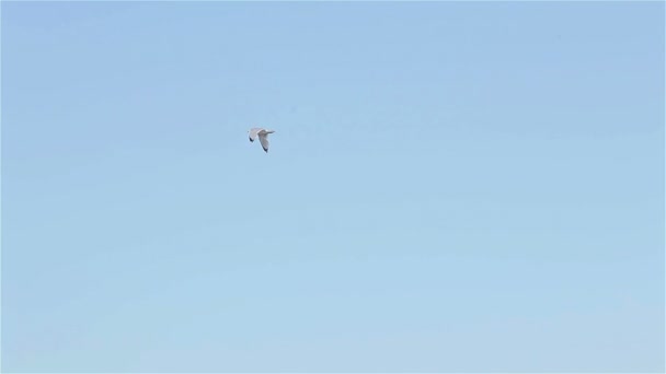 Vogel fliegt in klaren blauen Himmel über Trouville Hafen in der Normandie, Frankreich — Stockvideo