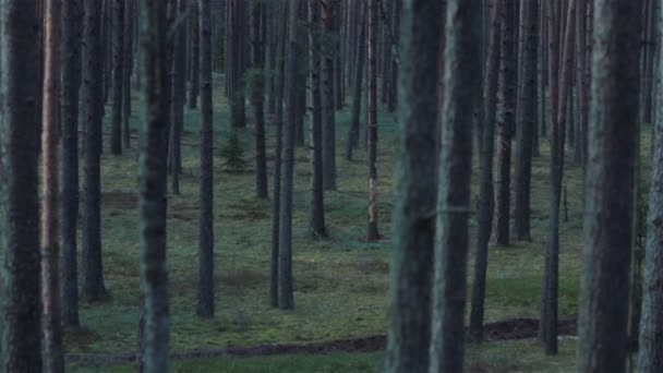 Jeune fille sauvage courant à travers la forêt de pins sombres. Plan panoramique — Video