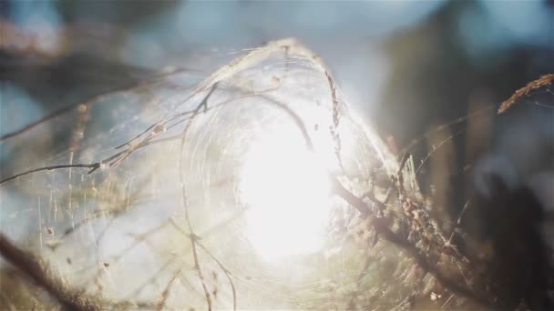 Ochtendzon gevangen in spider web cocoon opknoping op de takken. Wind beweegt voorzichtig draden van het spinnenweb. Close-up — Stockvideo