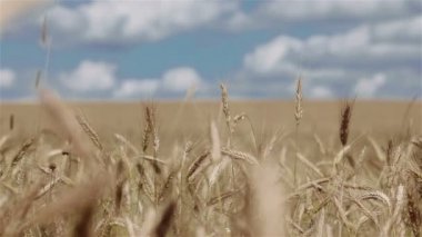 Yakın çekim alanında rüzgarda hareketli buğday kulak