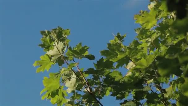 Wind bewegt langsam Ahornblätter schwingend. Nahaufnahme — Stockvideo