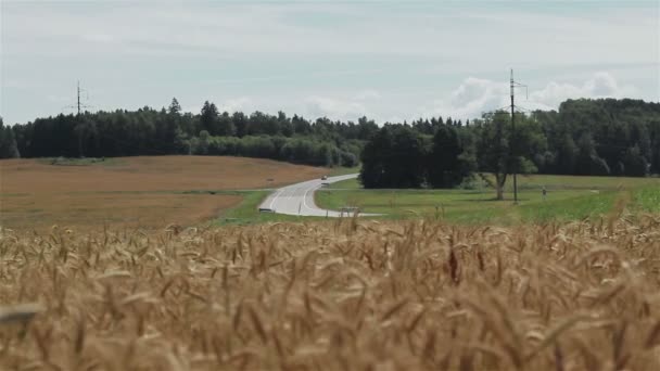 Voiture se déplaçant lentement le long de la route à travers les champs de blé. Long shot — Video