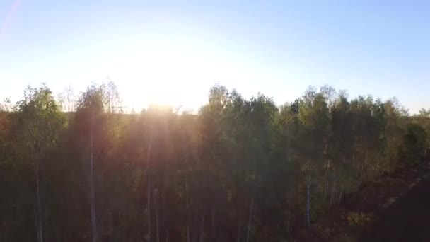 4 k luchtfoto vlucht over de berkenbomen en veld met transmissie torens in de buurt van het dorp — Stockvideo