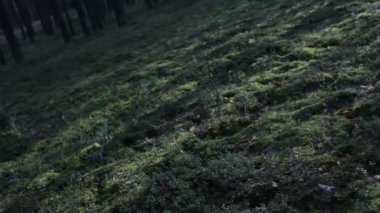 Çam ağaçlarının arasında kaotik bir şekilde ilerliyor.