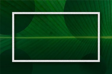 Fotokopi alanı için beyaz kağıt doku çerçevesine sahip daha koyu yeşil Calathea yaprağı arkaplanı