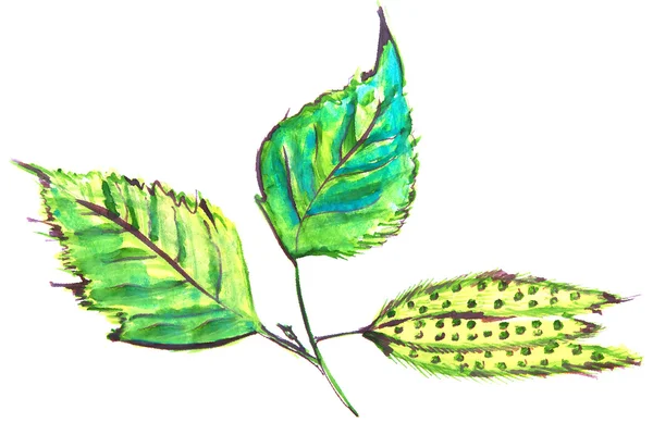 Ilustracja z brzozy liście i nasiona — Zdjęcie stockowe