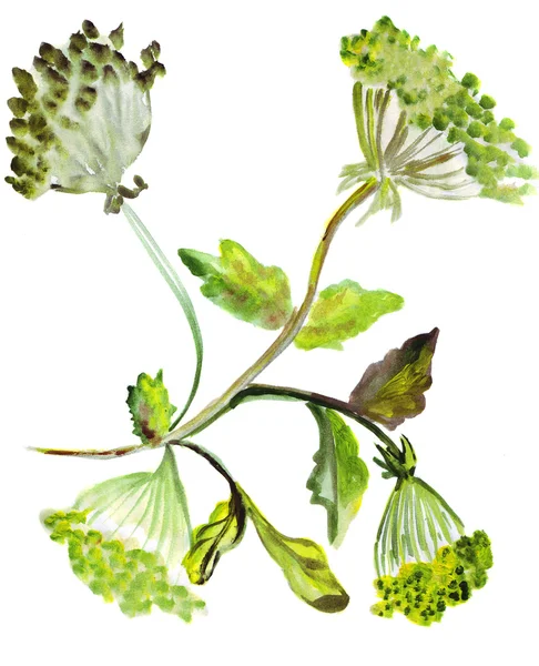 Ілюстрація рослини зеленої лінії з насінням — стокове фото
