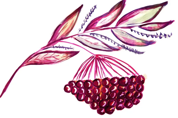 Illustration branche de rowan avec un bouquet de baies — Photo