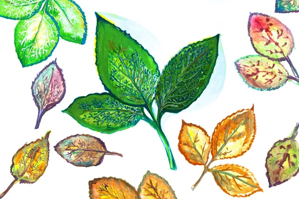Illustration of various leaves of trees — Stock Photo, Image