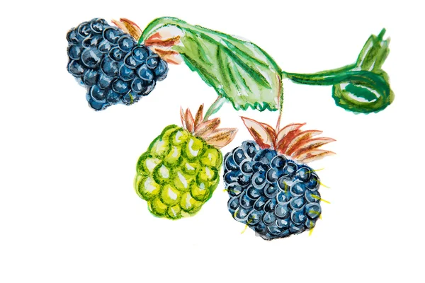 Illustration d'un bouquet de raisins — Photo
