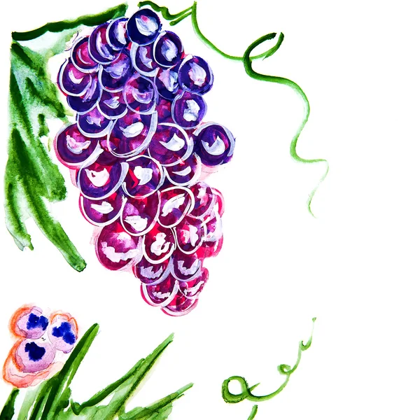 Illustration de grappes de raisins, de baies — Photo