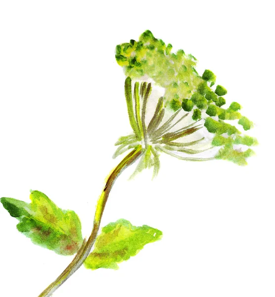 Ilustracja prosto zielone gałęzie z liści i nasion — Zdjęcie stockowe