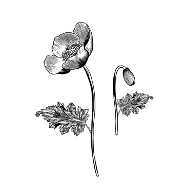 Siyah-beyaz çizim, tek renkli çizim. Beyaz arkaplanda izole edilmiş doğrusal çizim