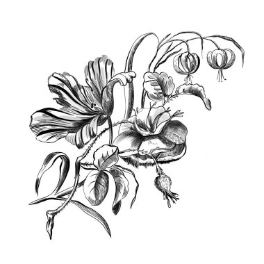 Siyah-beyaz çizim, tek renkli çizim. Beyaz arkaplanda izole edilmiş doğrusal çizim