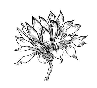 Siyah-beyaz çizim, tek renkli çizim. Beyaz arkaplanda izole edilmiş doğrusal çizim