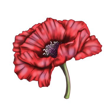 Beyaz arkaplanda kırmızı haşhaş çiçeği