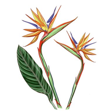 tropikal çiçekler suluboya resimleme