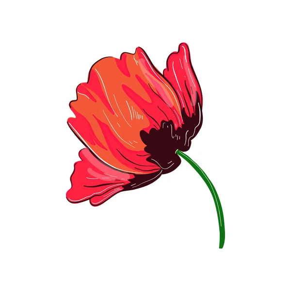 Fleur Pavot Rouge Sur Fond Blanc — Image vectorielle