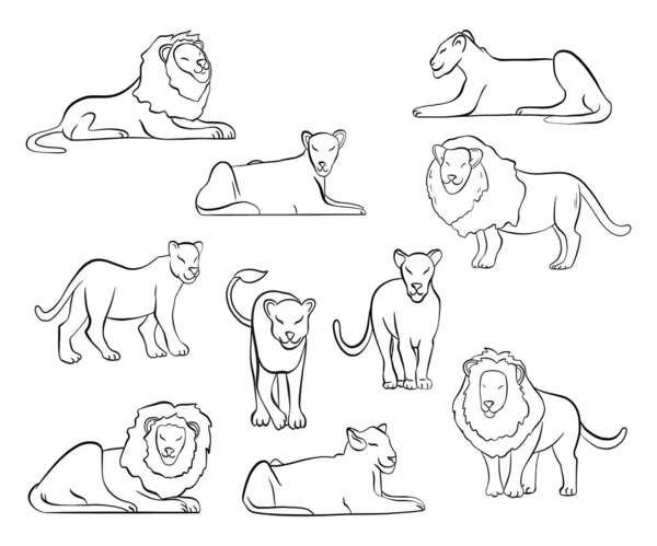 Conjunto Vectores Leones Dibujos Animados — Vector de stock