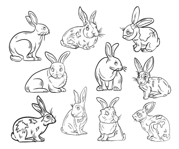 Ensemble Vectoriel Lapins Mignons — Image vectorielle