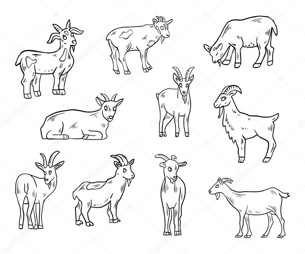 set of vector illustrations of goats