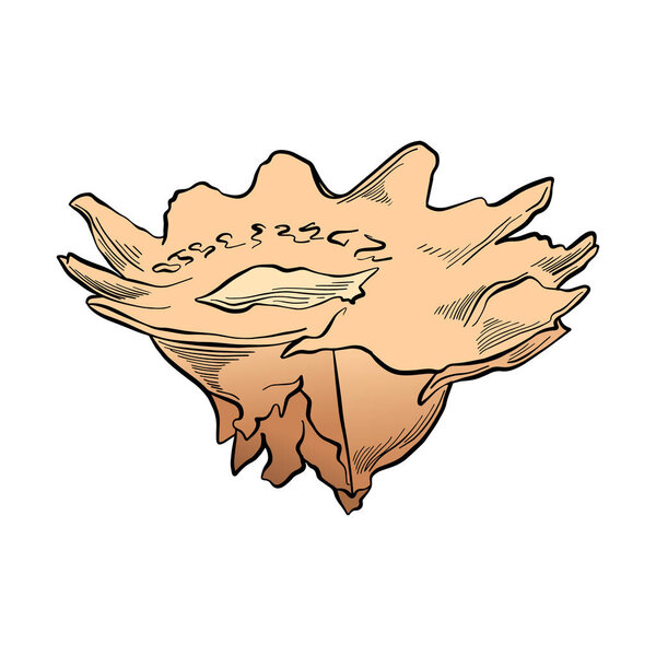 vector illustration of sea shell