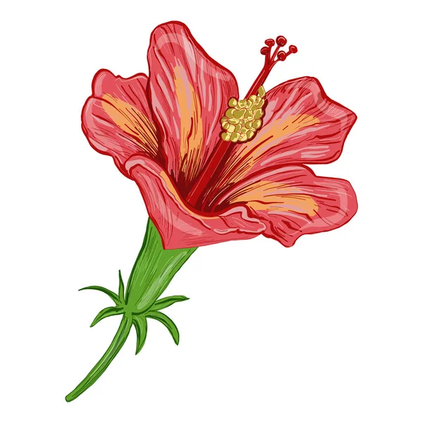 赤いユリの美しい花のイラスト — ストックベクタ