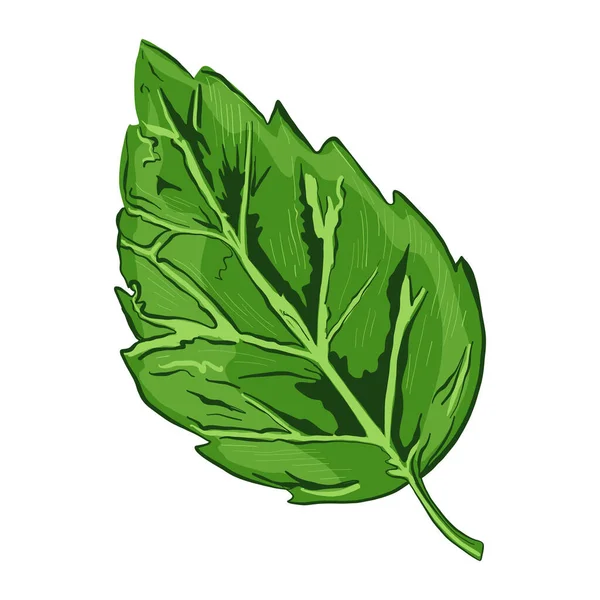 Vector Ilustración Una Col Verde Fresca — Vector de stock