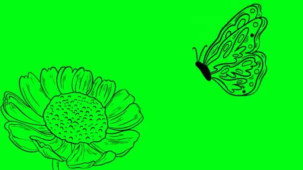 Mariposa Con Flor Grande — Vídeo de stock
