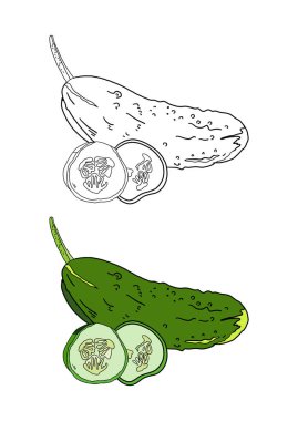 Salatalıklı bir kabağın vektör çizimi.