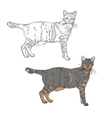 vektör kedi kümesi