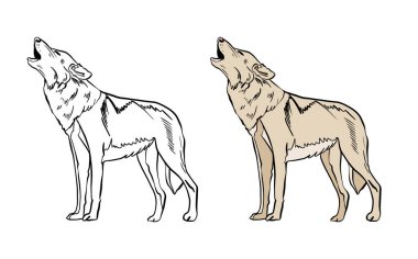 Bir kurdun vektör çizimi