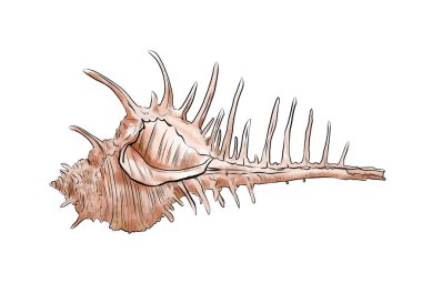 Güzel bir tropikal deniz kabuğunun vektör çizimi